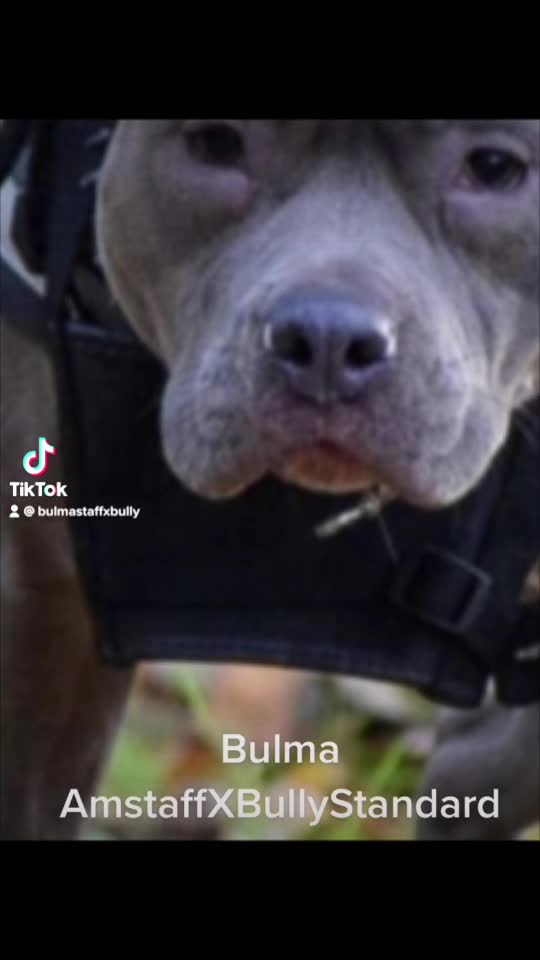 @bulmaxstaffxbully
