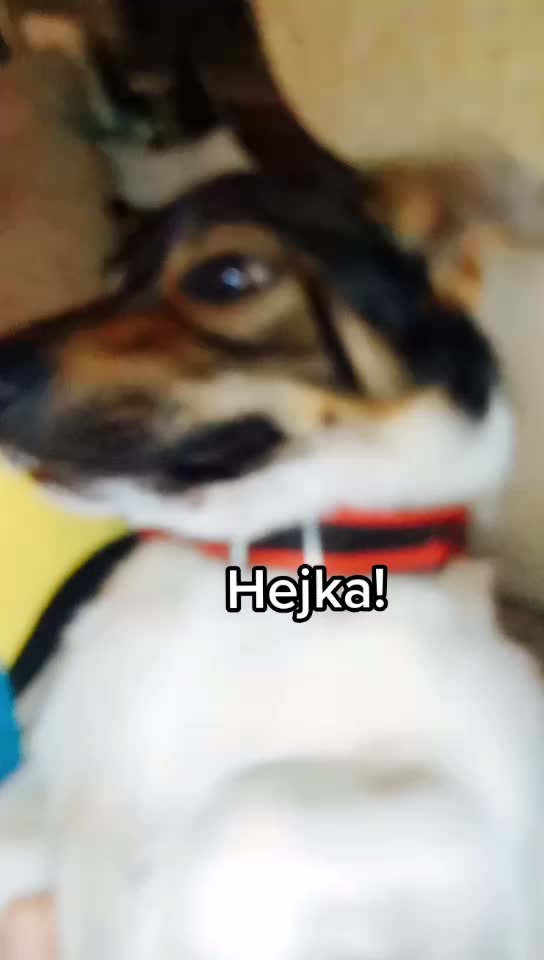 @❣️Reksio❣️