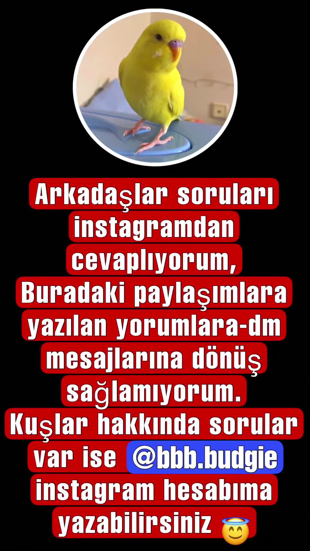 @bbb.budgie