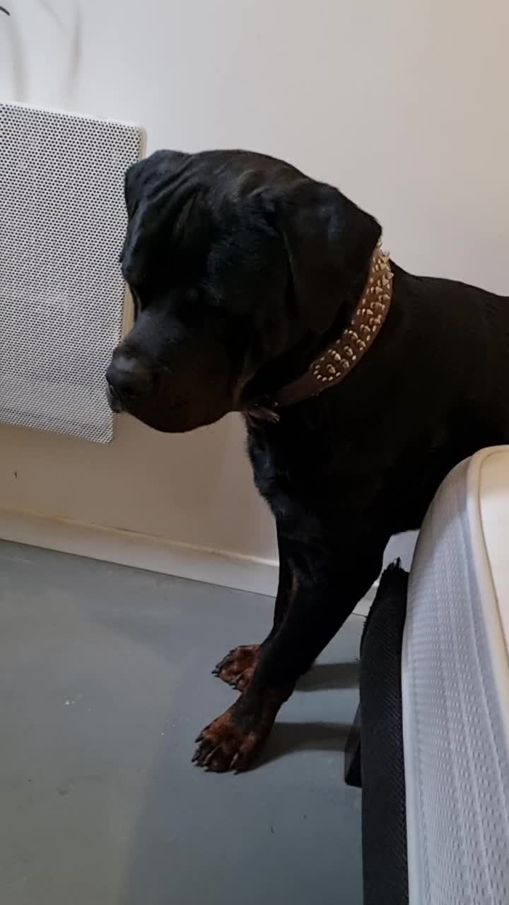 @Laetitia FACHETTi Rottweiler