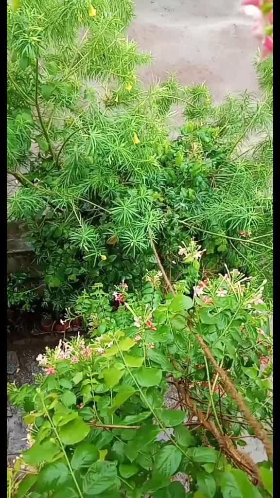 @vanshika verma 1432