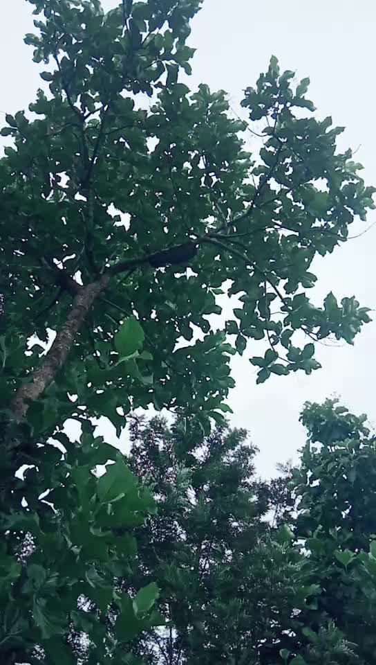 @Santhosh