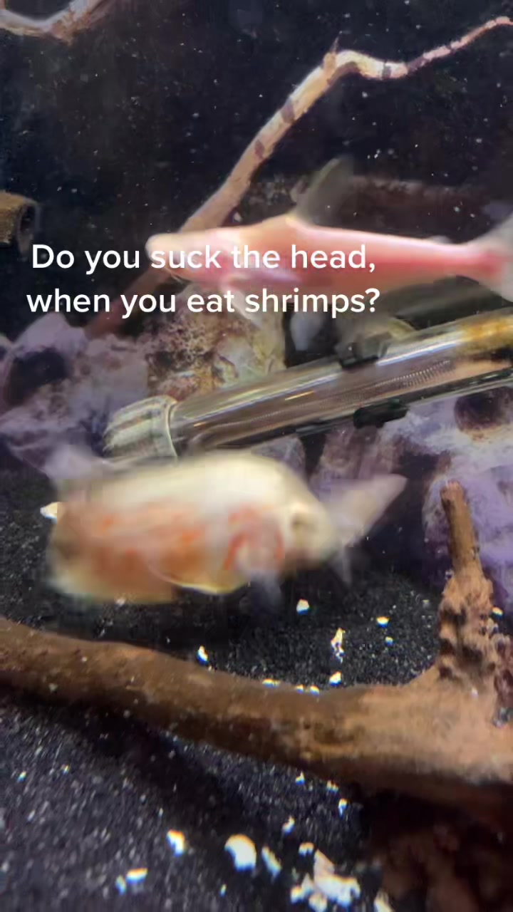@lil t