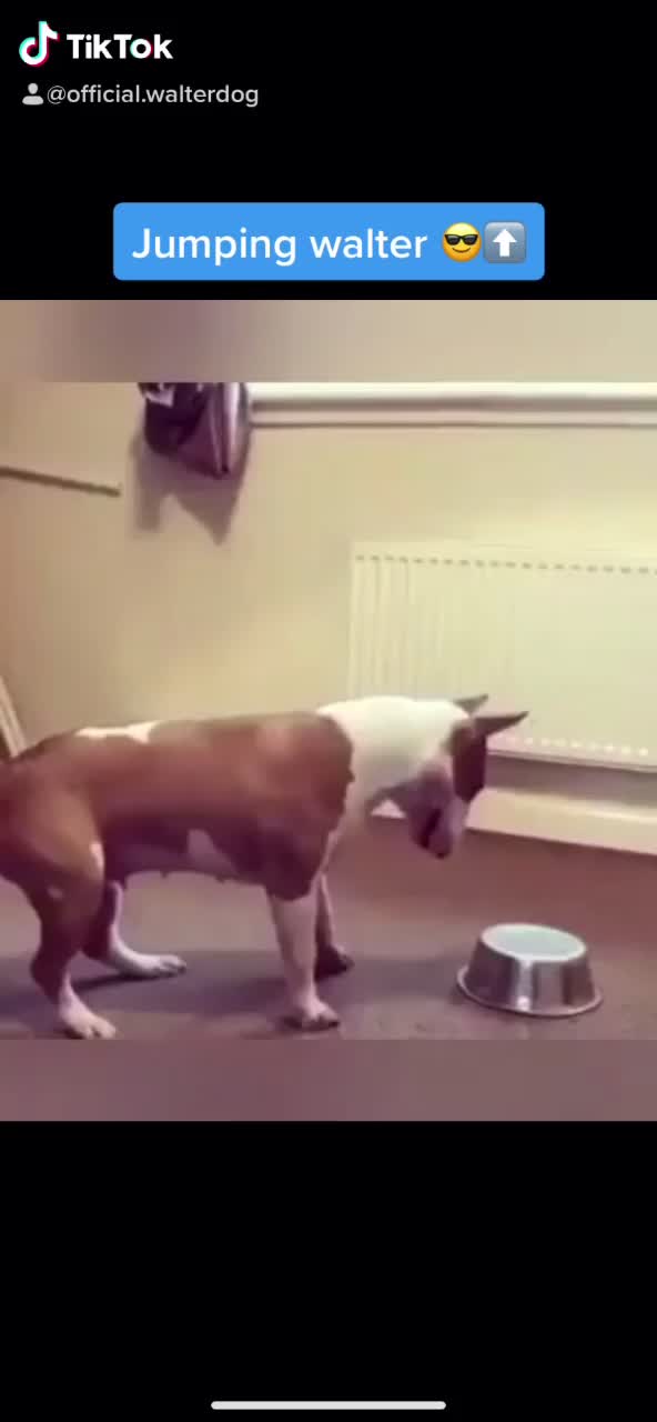 @WalterDog