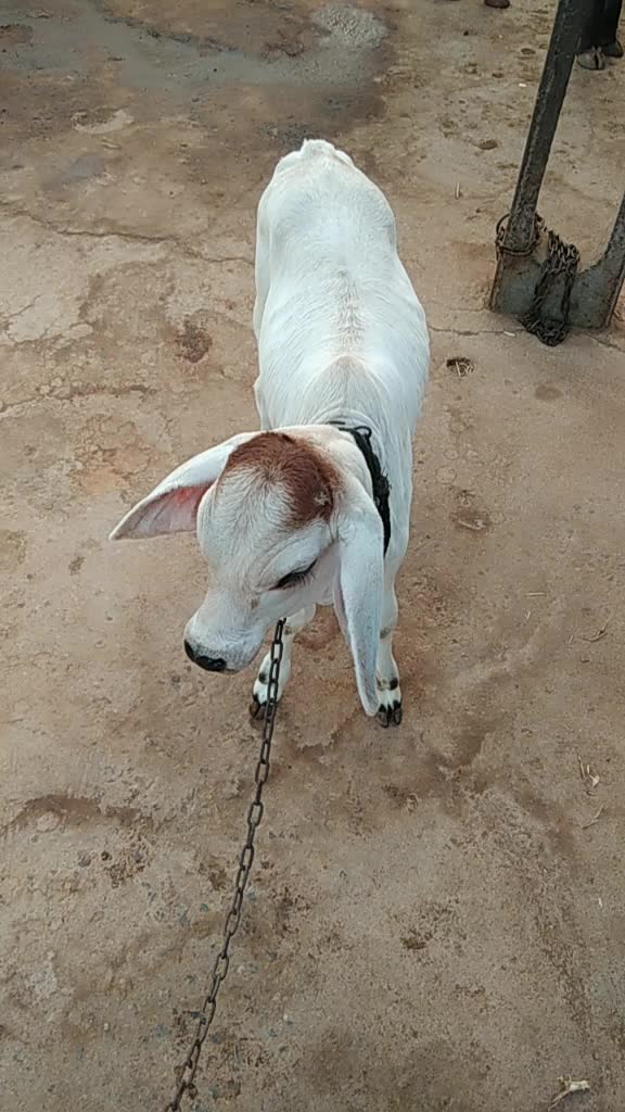 @Aal Gogji