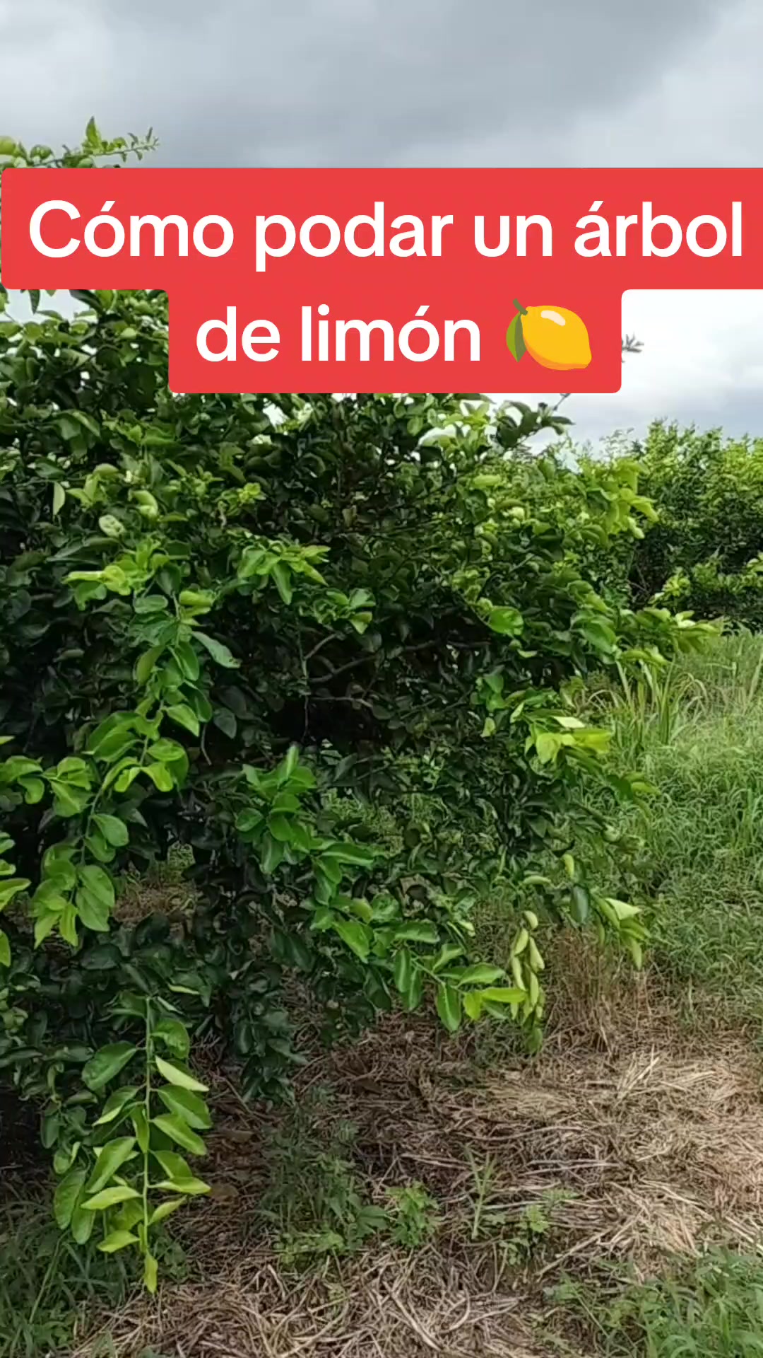 @El inge_agro🧑🌾🌽
