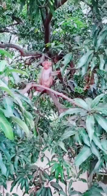 @C༒ॐ महाकाल भक्त ॐ༒