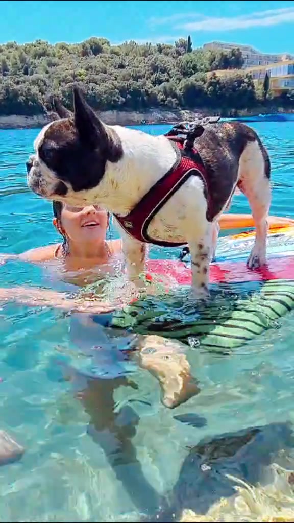 @odi_frenchie_