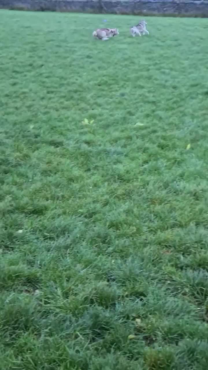 @howlvalley kennels