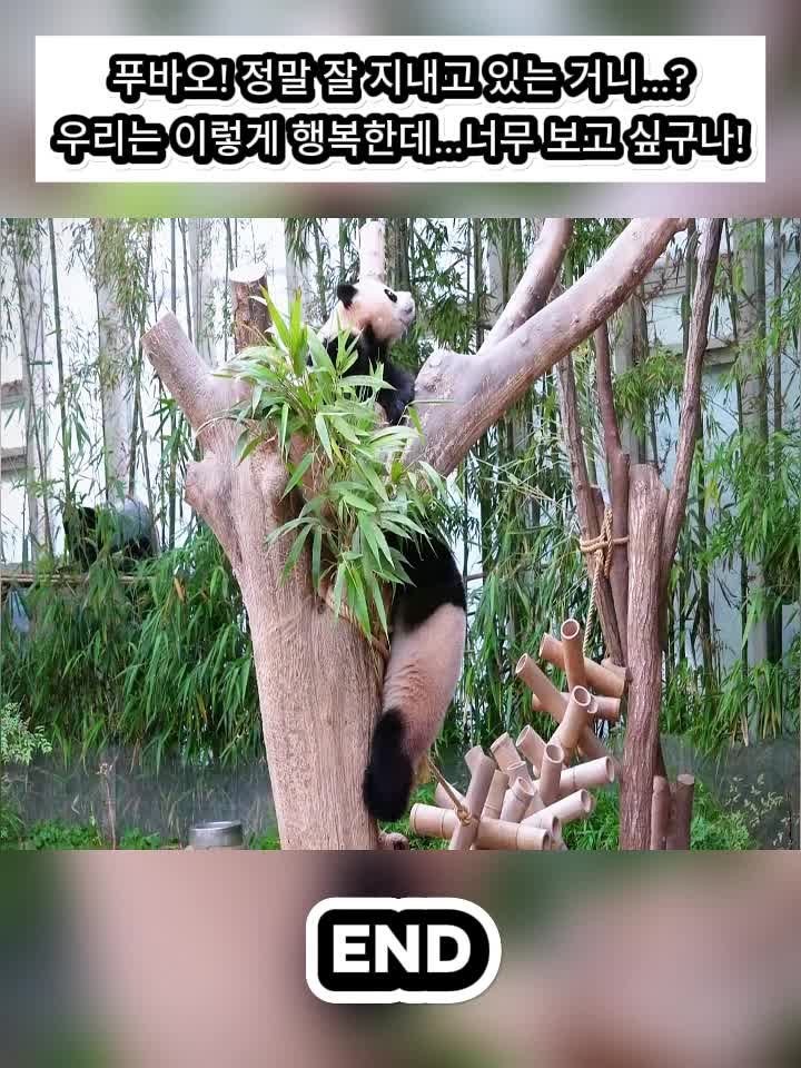@Fubao Cute