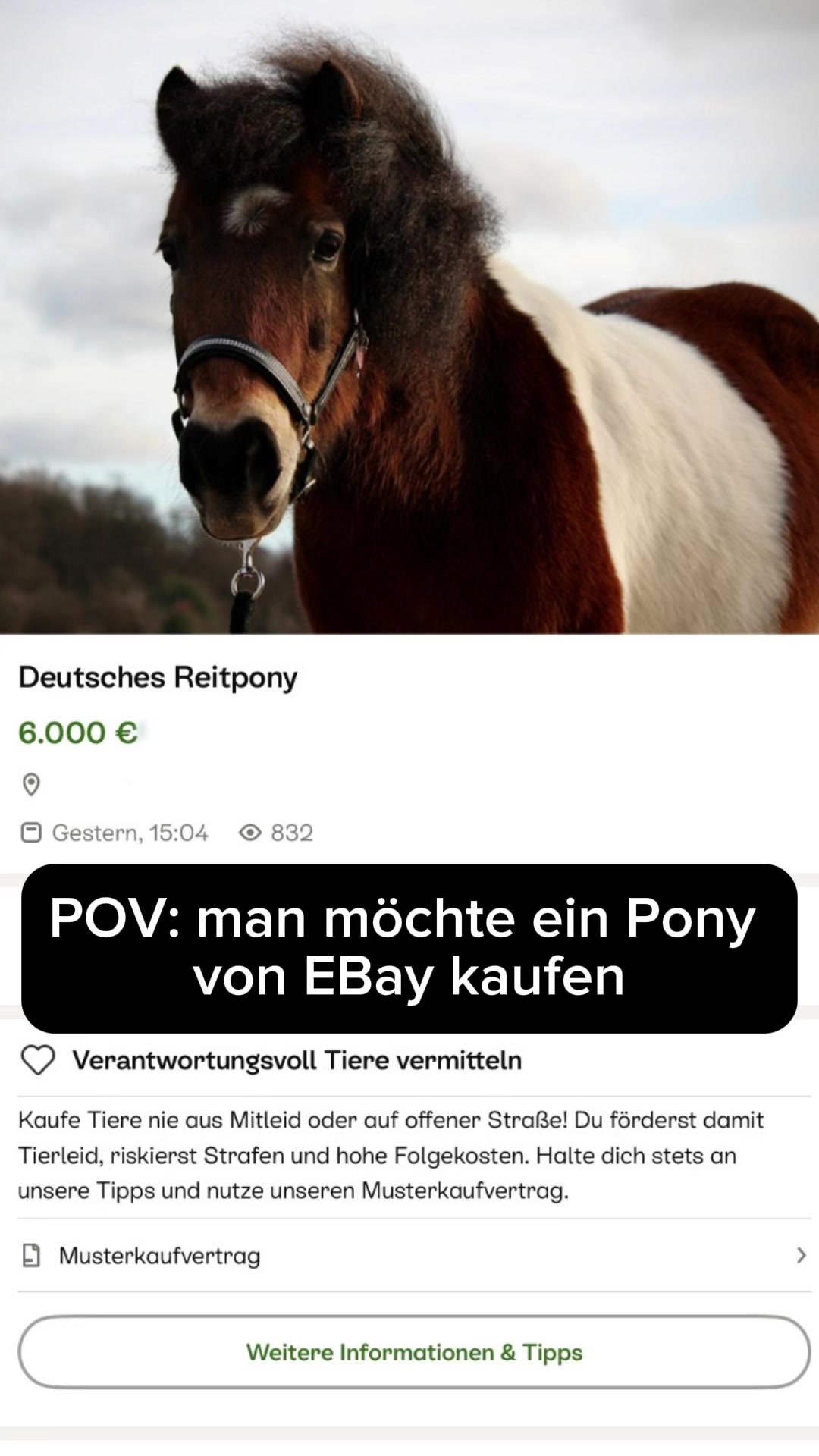 @romeo und das schaf