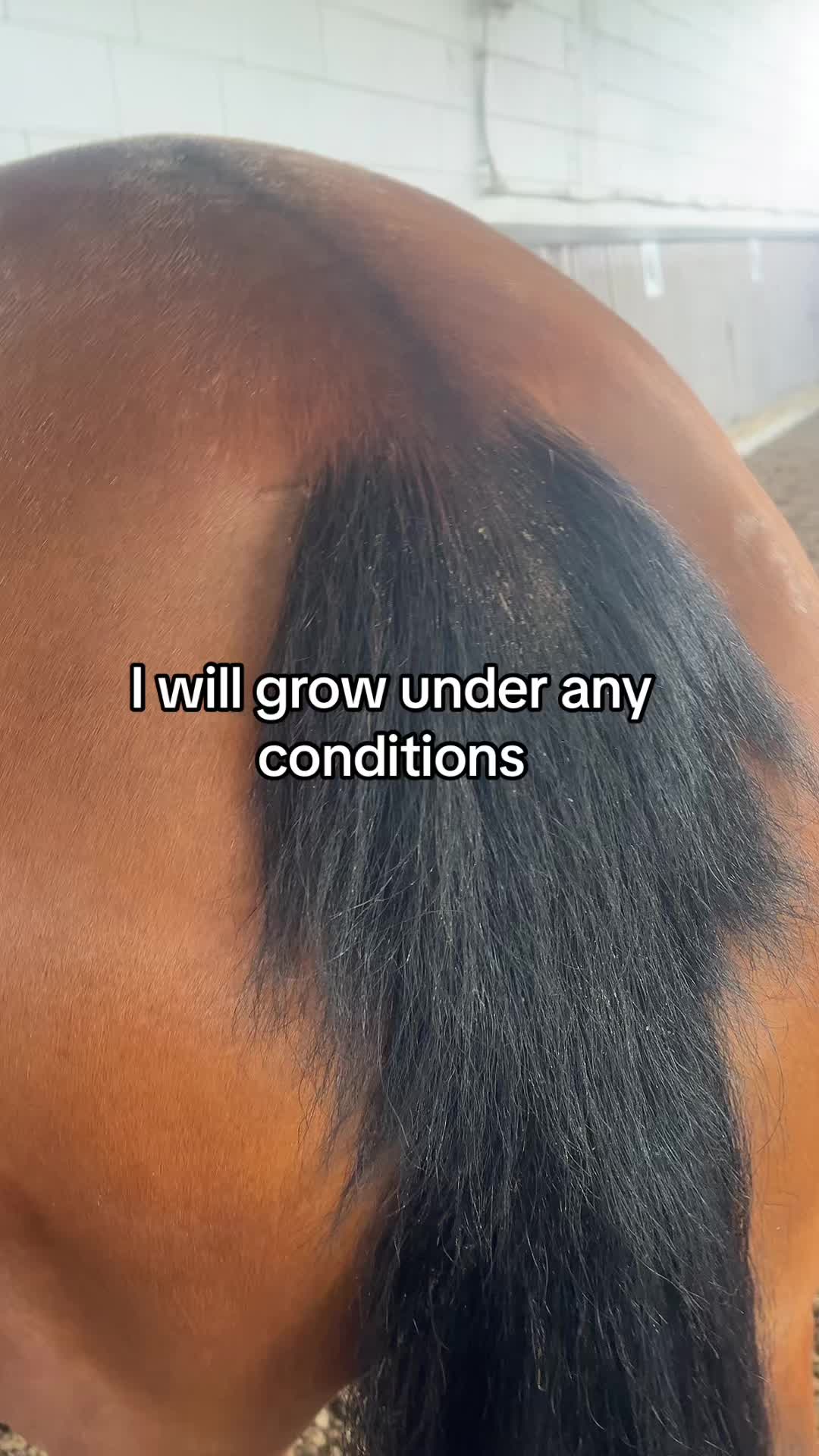 @🐎