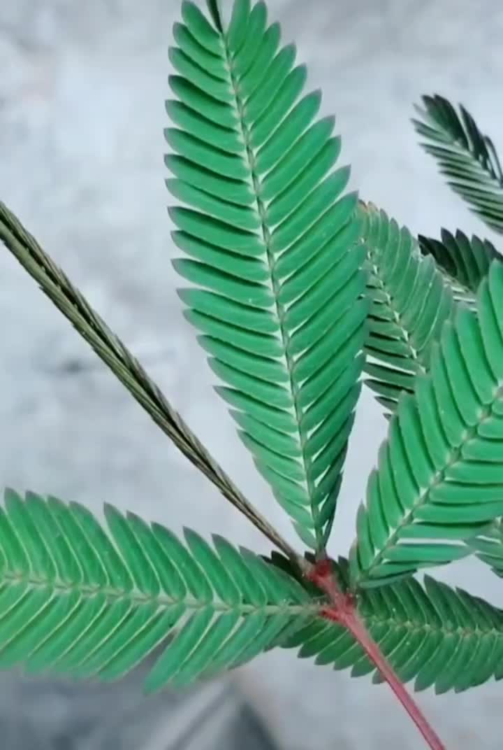 @nithishnolan