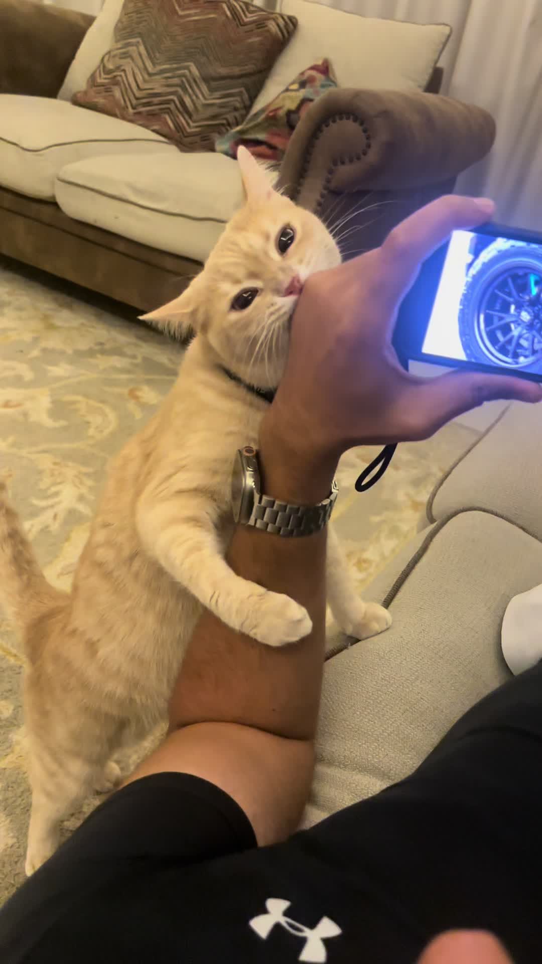 @Gandalf the Cat