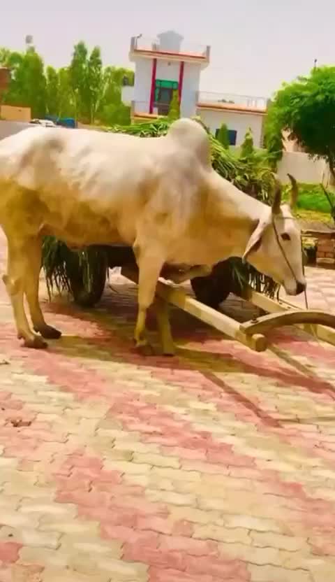 @Kalyan Saab