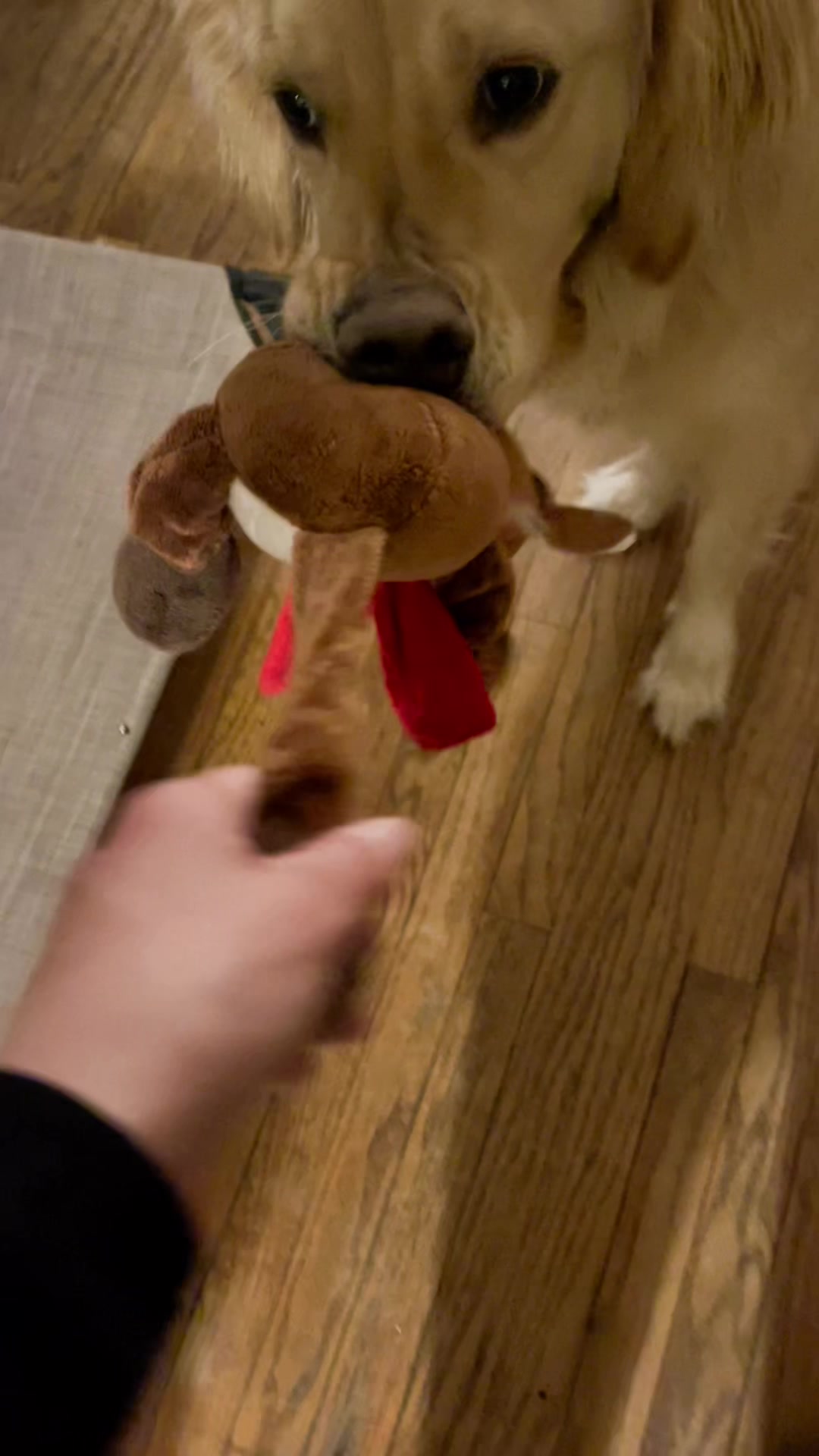 @Buddy the Golden 🦮😎
