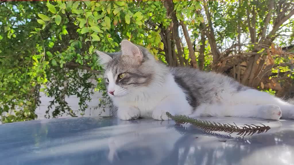 @Lola cat