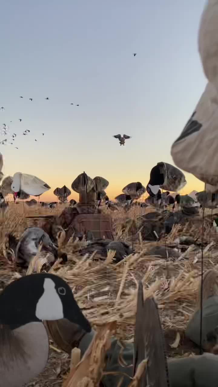 @No Fly Zone