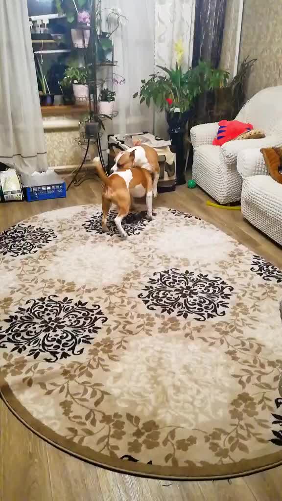 @🐕