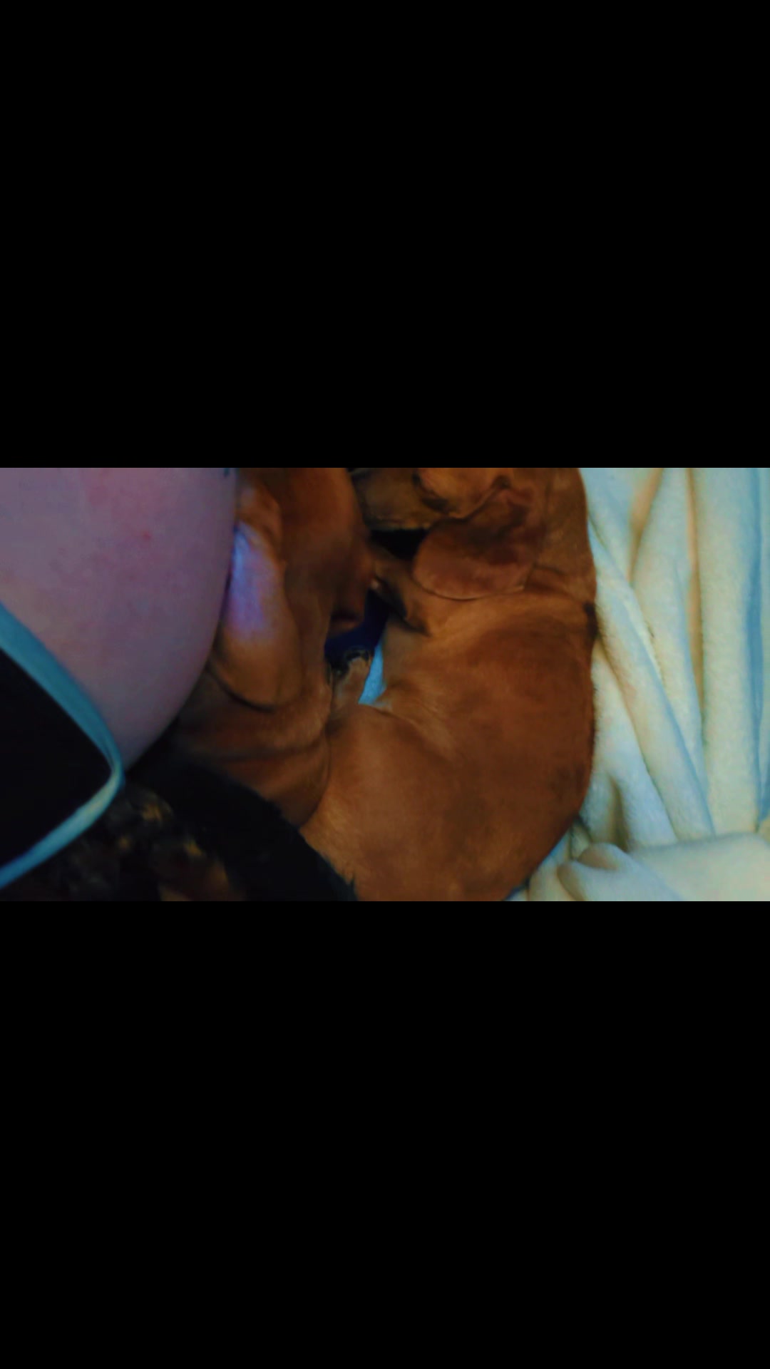 @dachshundclowning