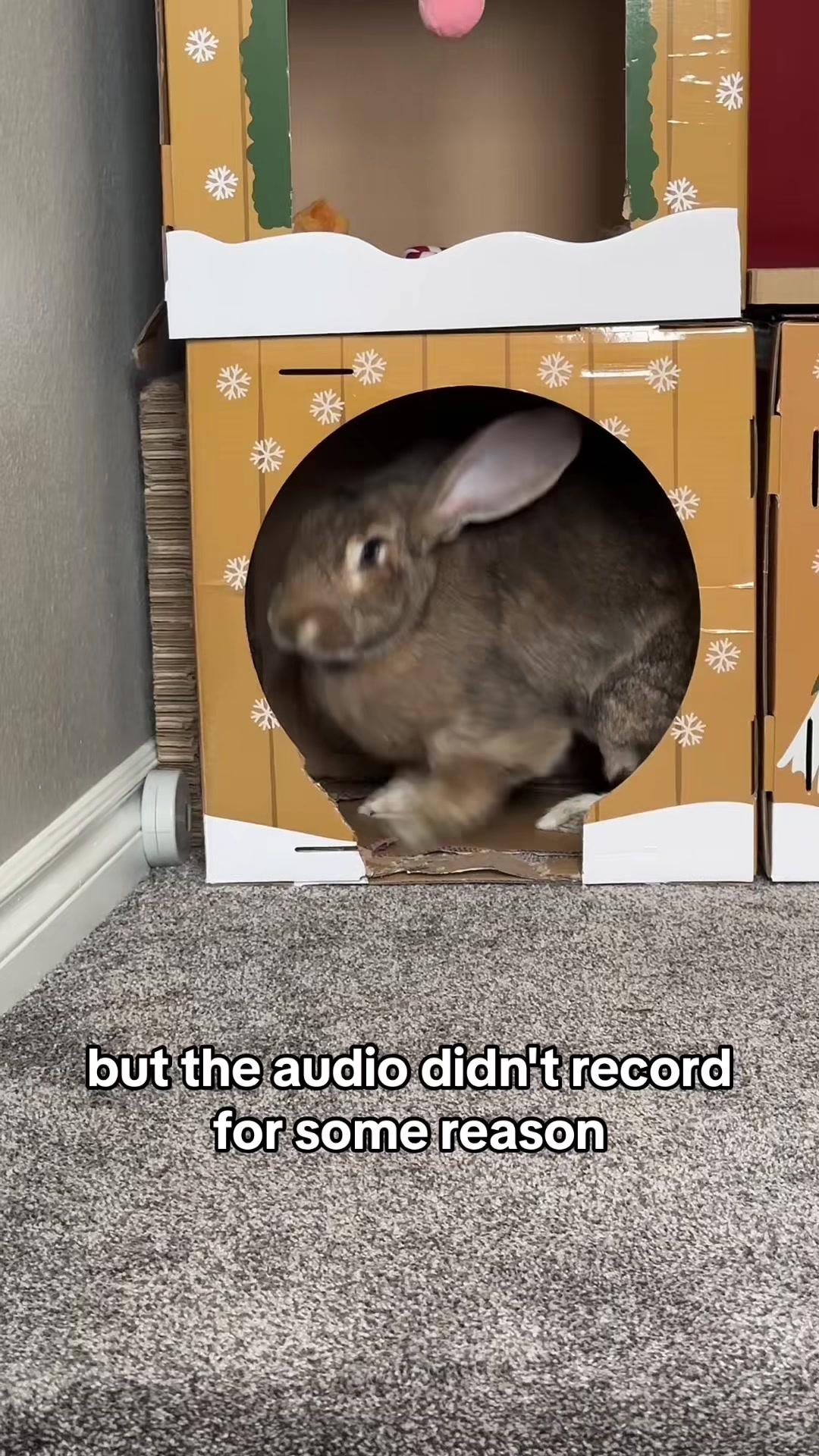 @🐰 Rex Rabbit Rex 🐰