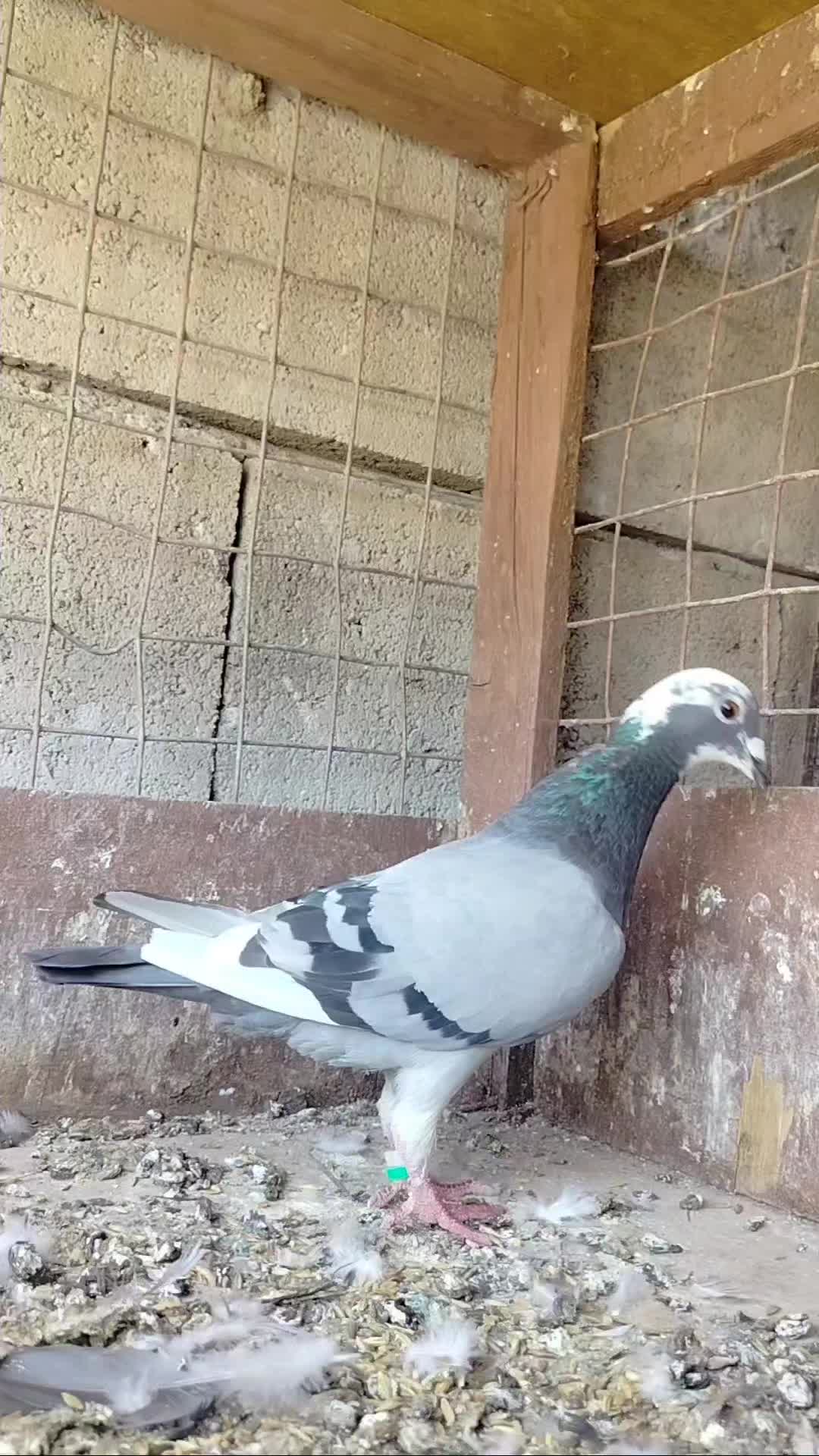 @ملك الزاجل