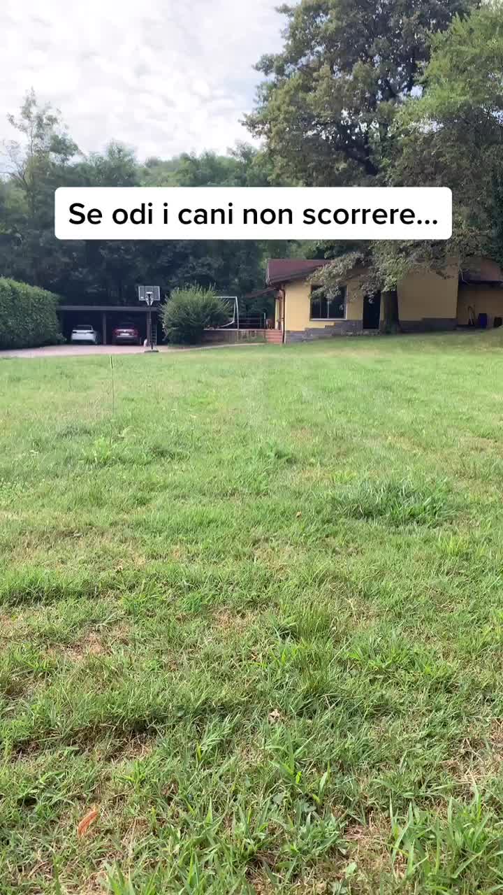 @sonorosy🐶