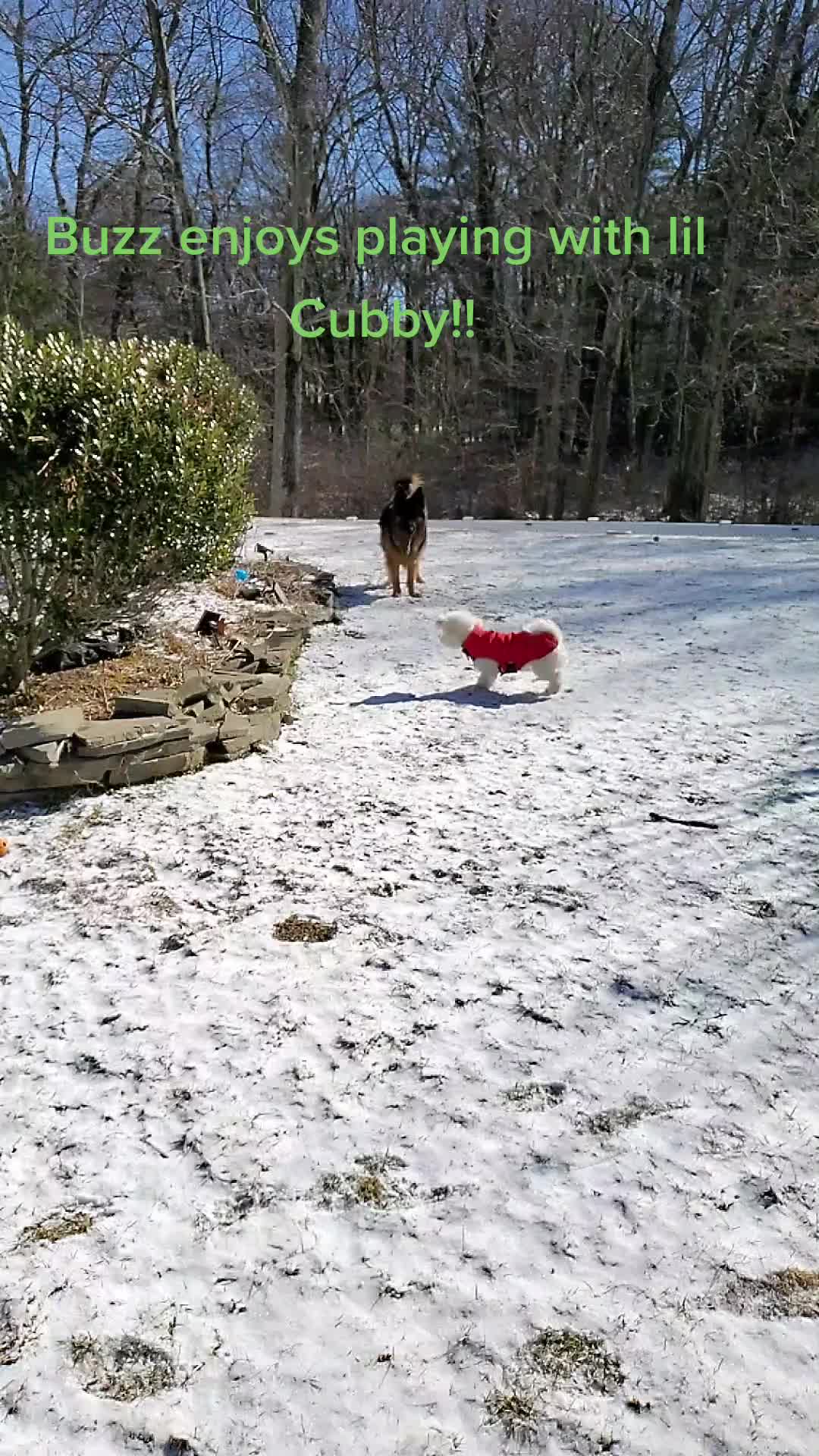 @Buzz the German Shepherd