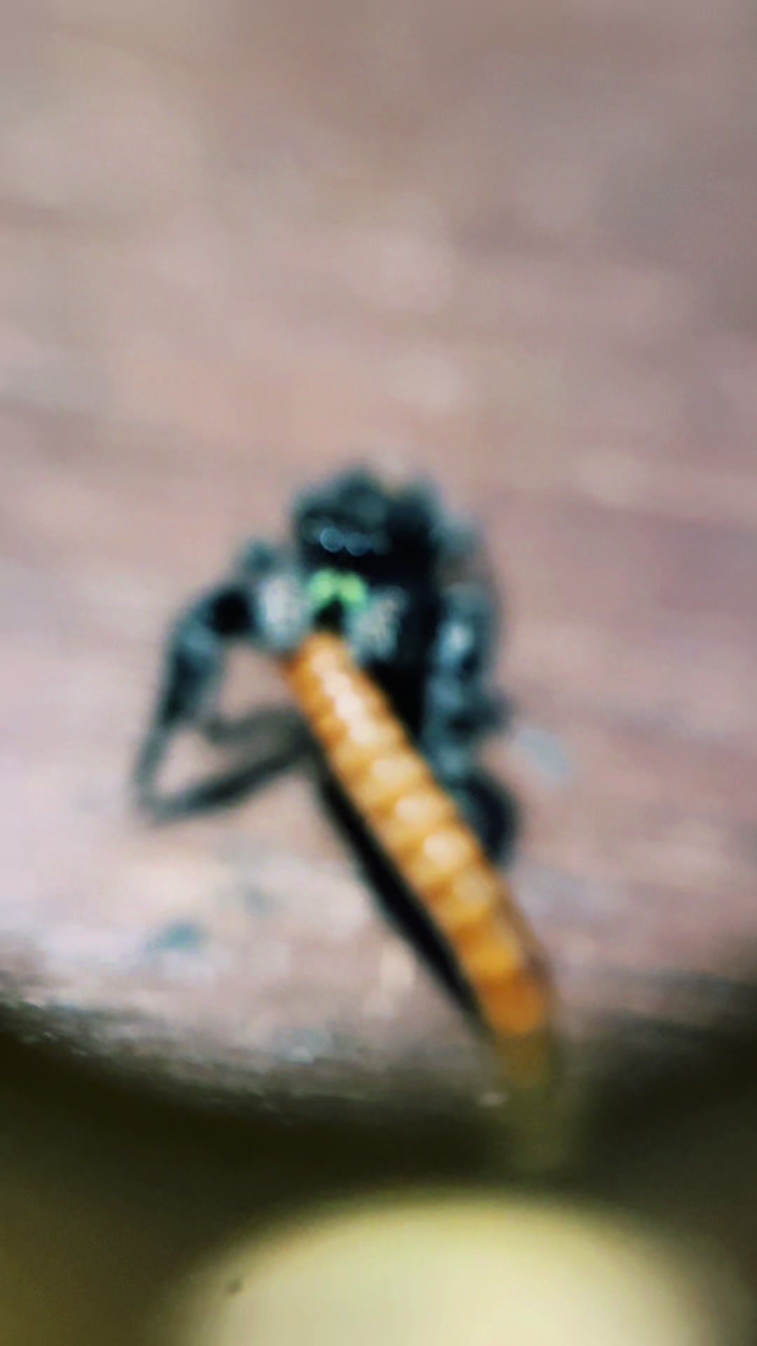 @✨🍃🕷️Peace.love.sativa🕷️🍃✨