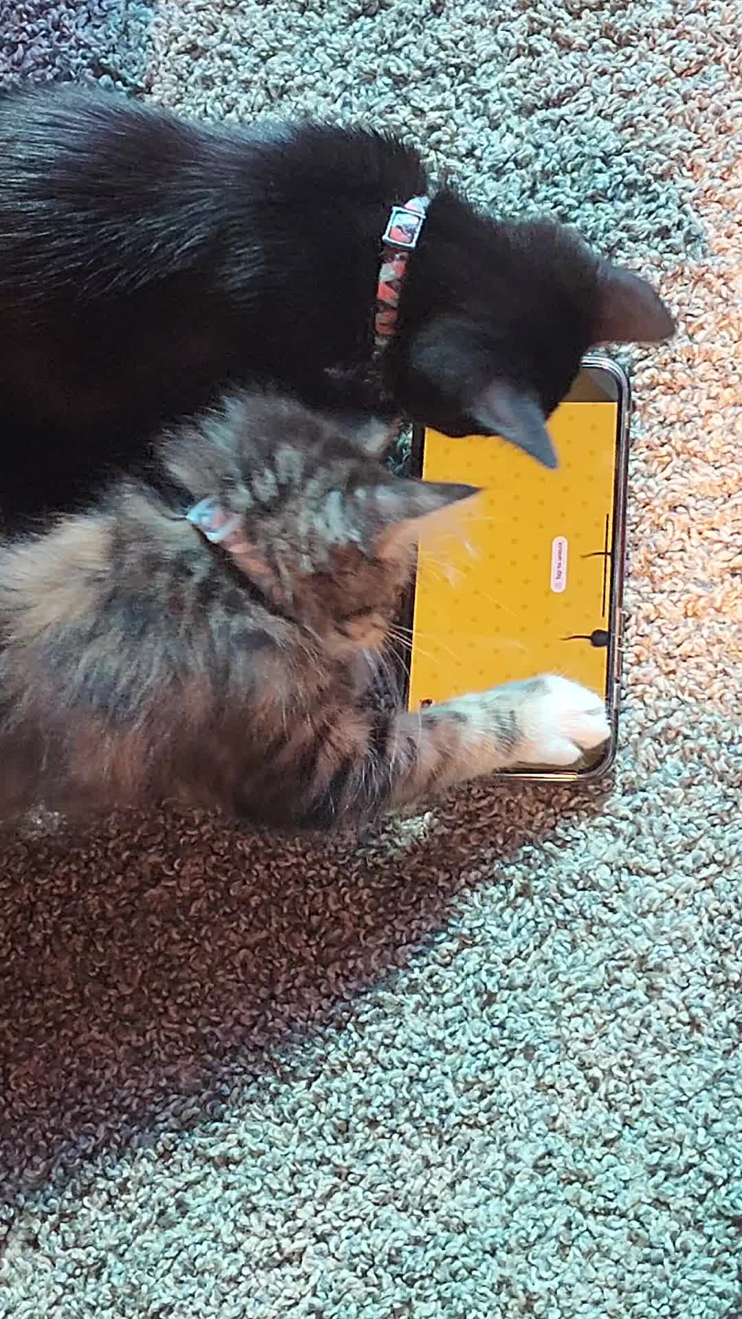 @Superkitties