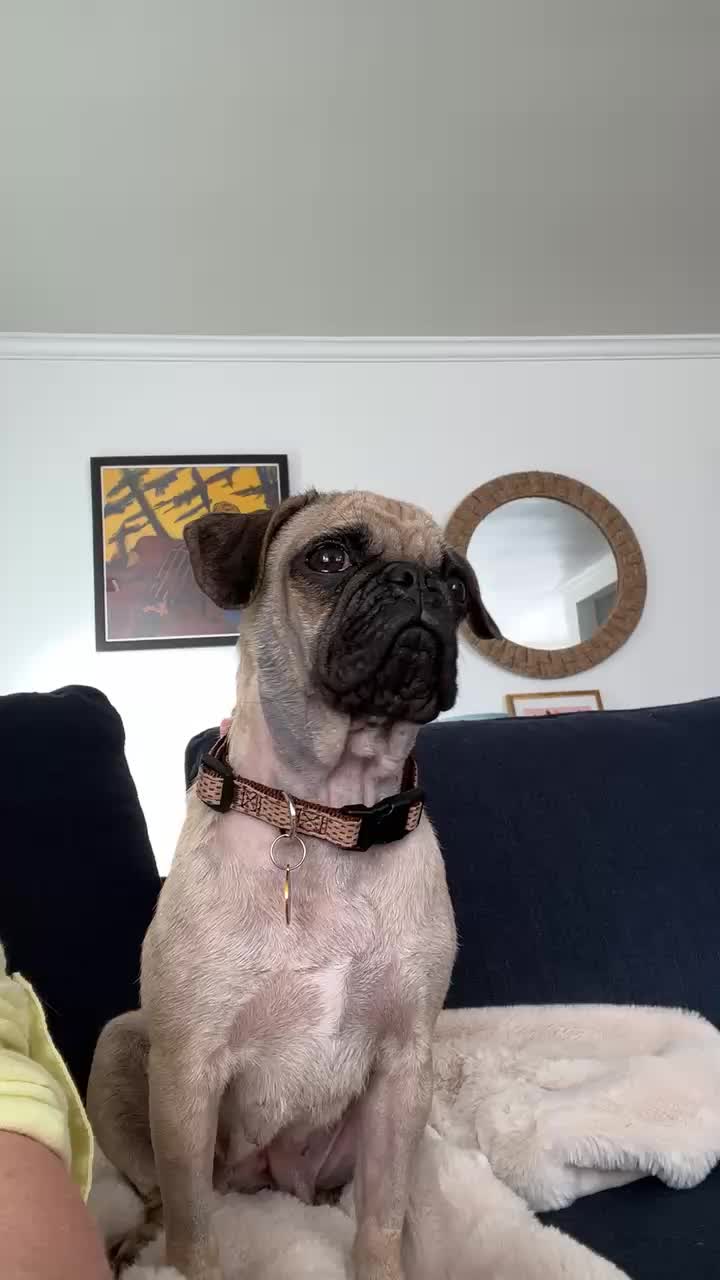 @thedoguepile