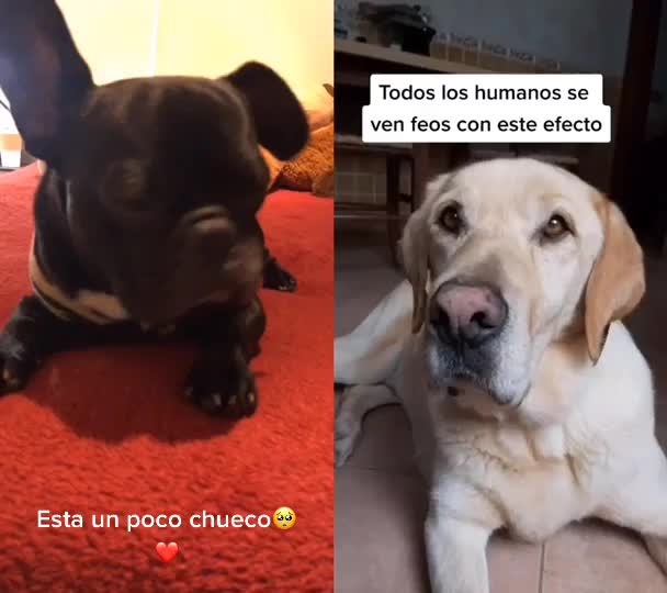 @Chimuelo Francés
