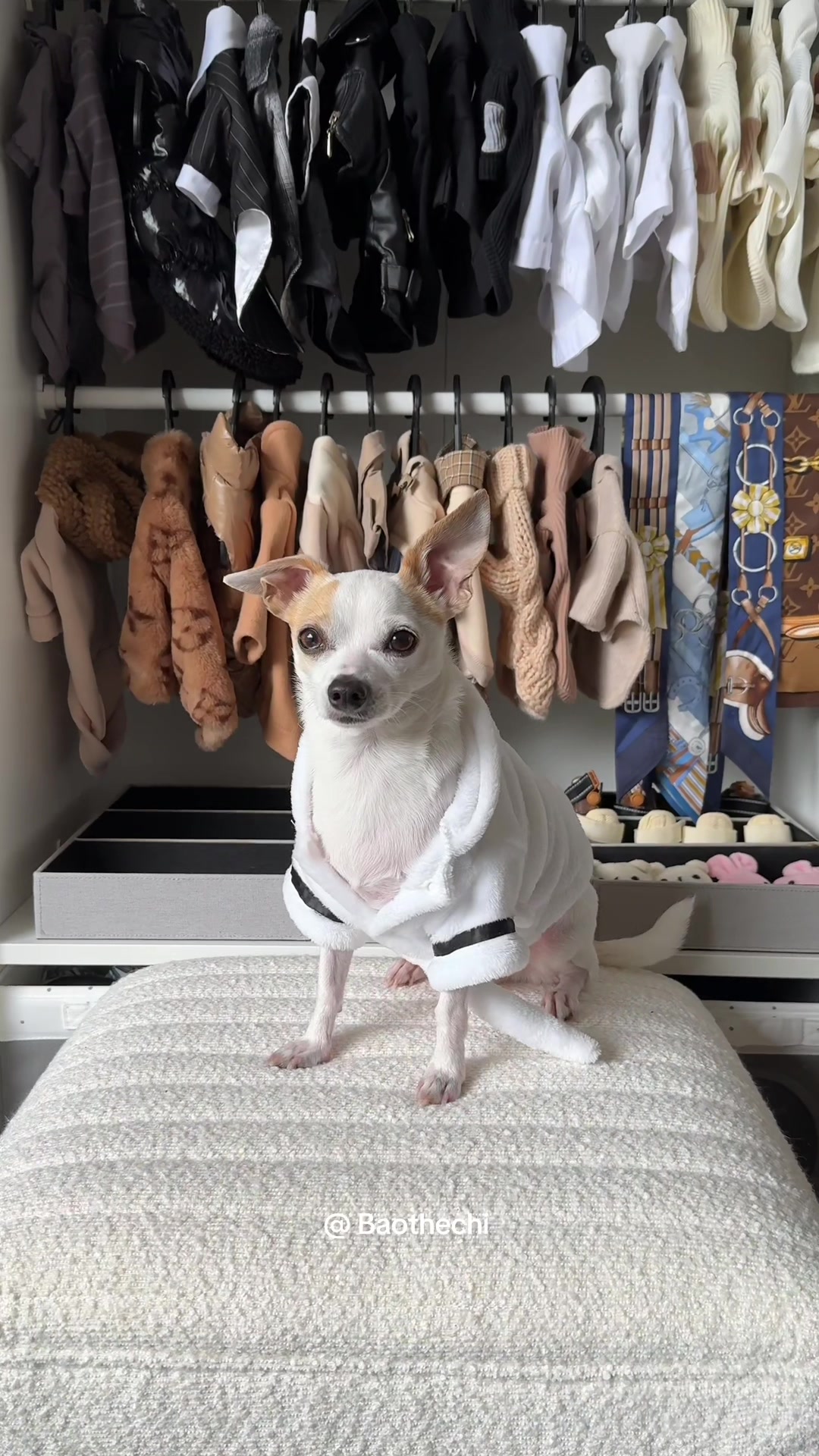 @Bao the Chihuahua