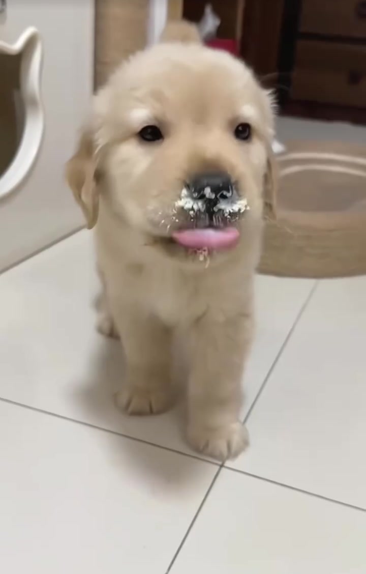 @Furry Little Friends
