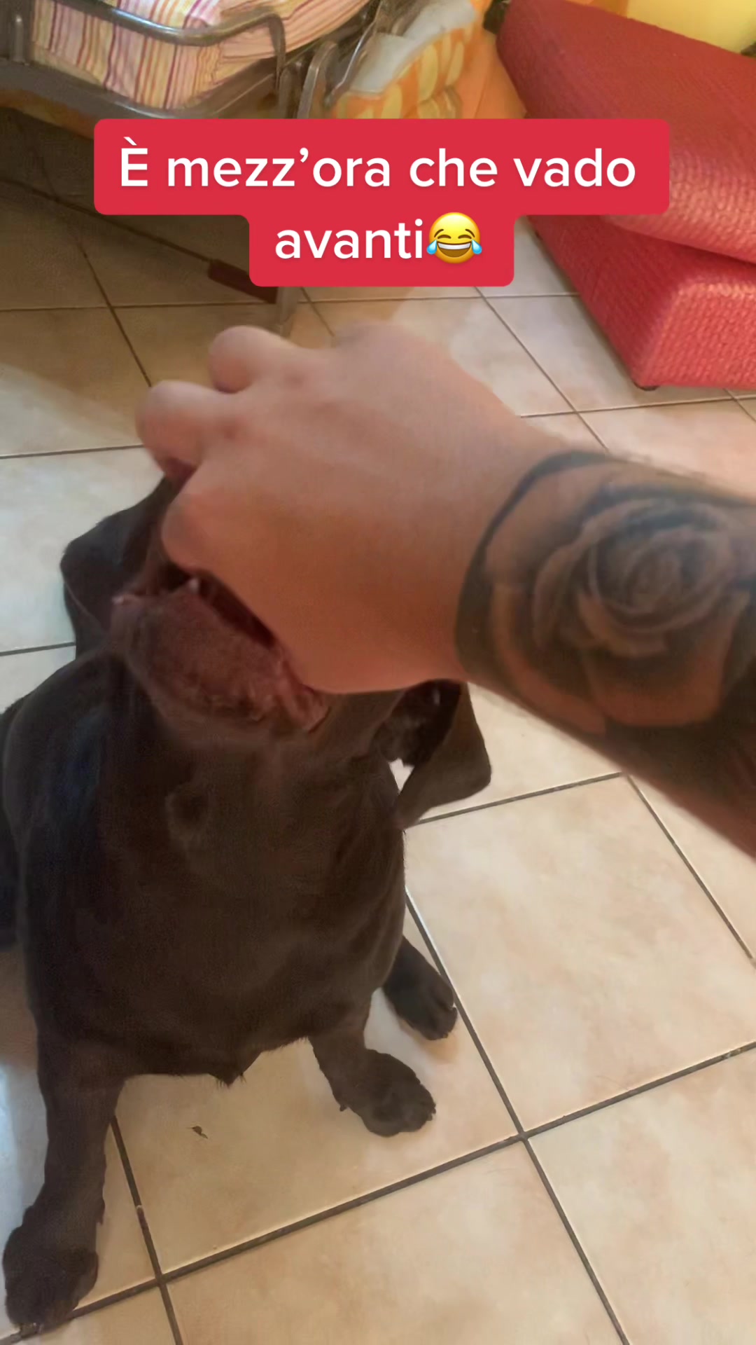 @joy_thechocolatelab