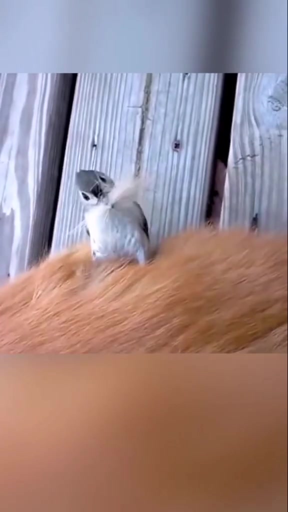 @user17565685837