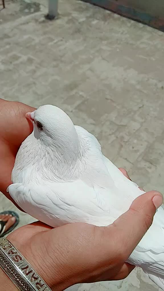 @user62700360440