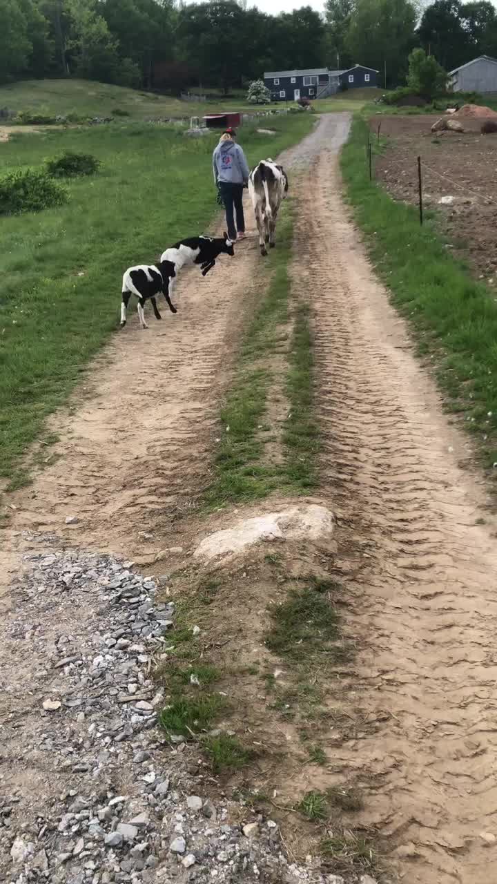 @Fosters Farm