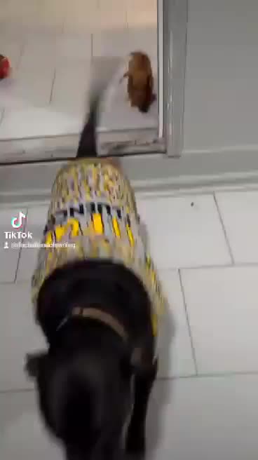 @dachshundclowning