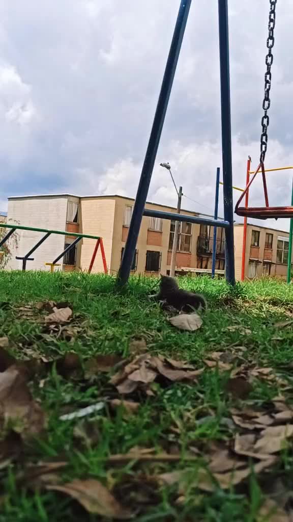 @Gato Orión