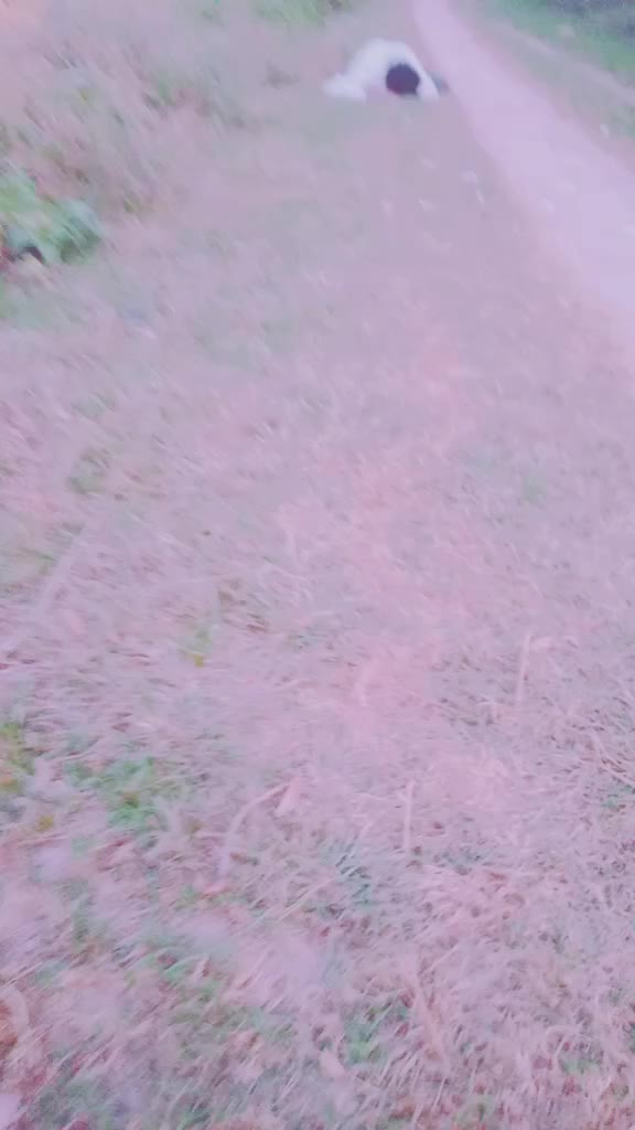 @miya bhai