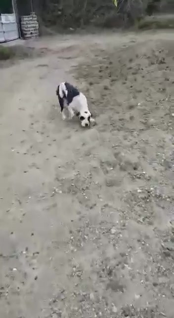 @Pet_Friendly_Planning