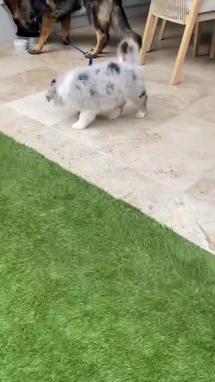 @MOST TALENTED ANIMALS