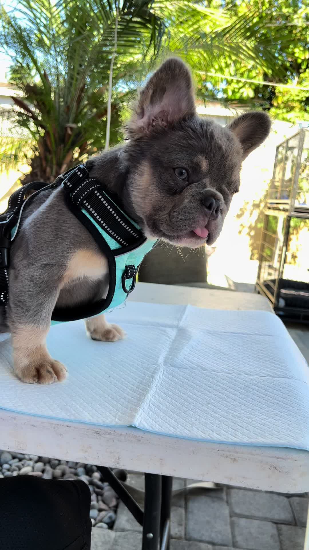 @Flatfacebullyz