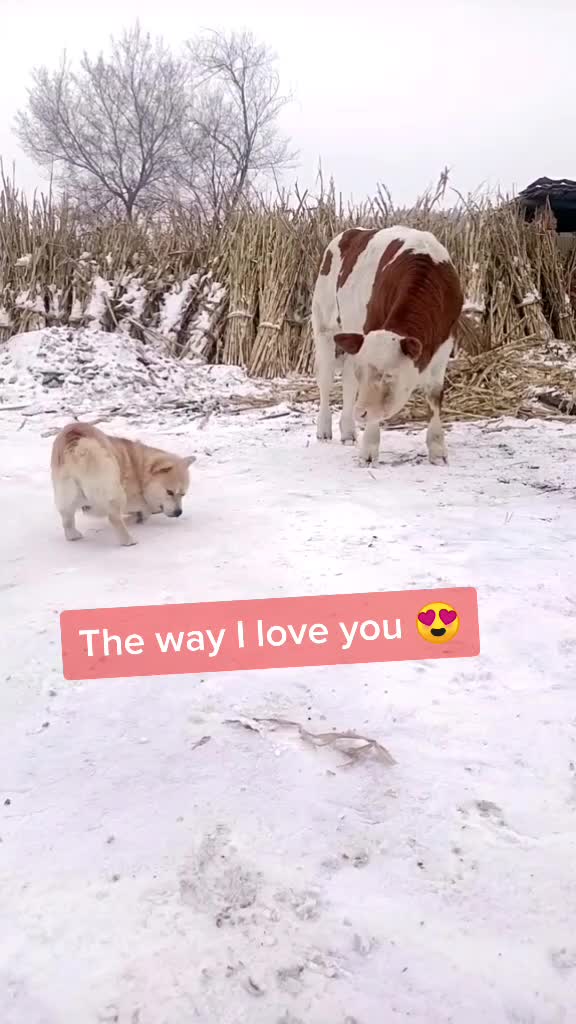 @kittenspets