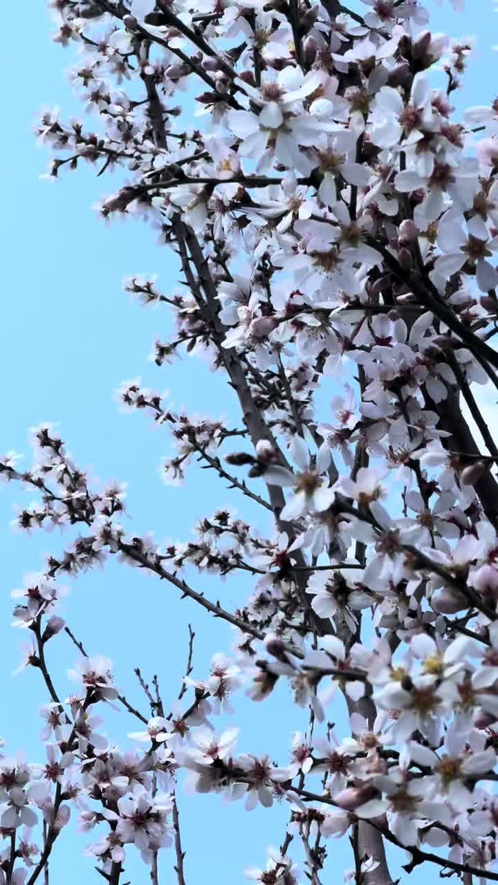 @Shokhabbos