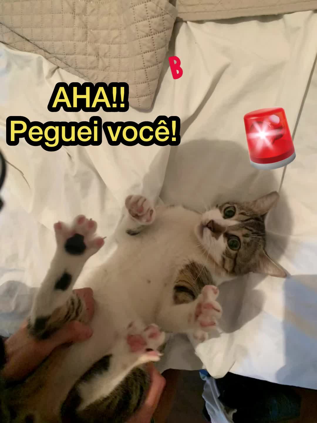 @Gato Harley