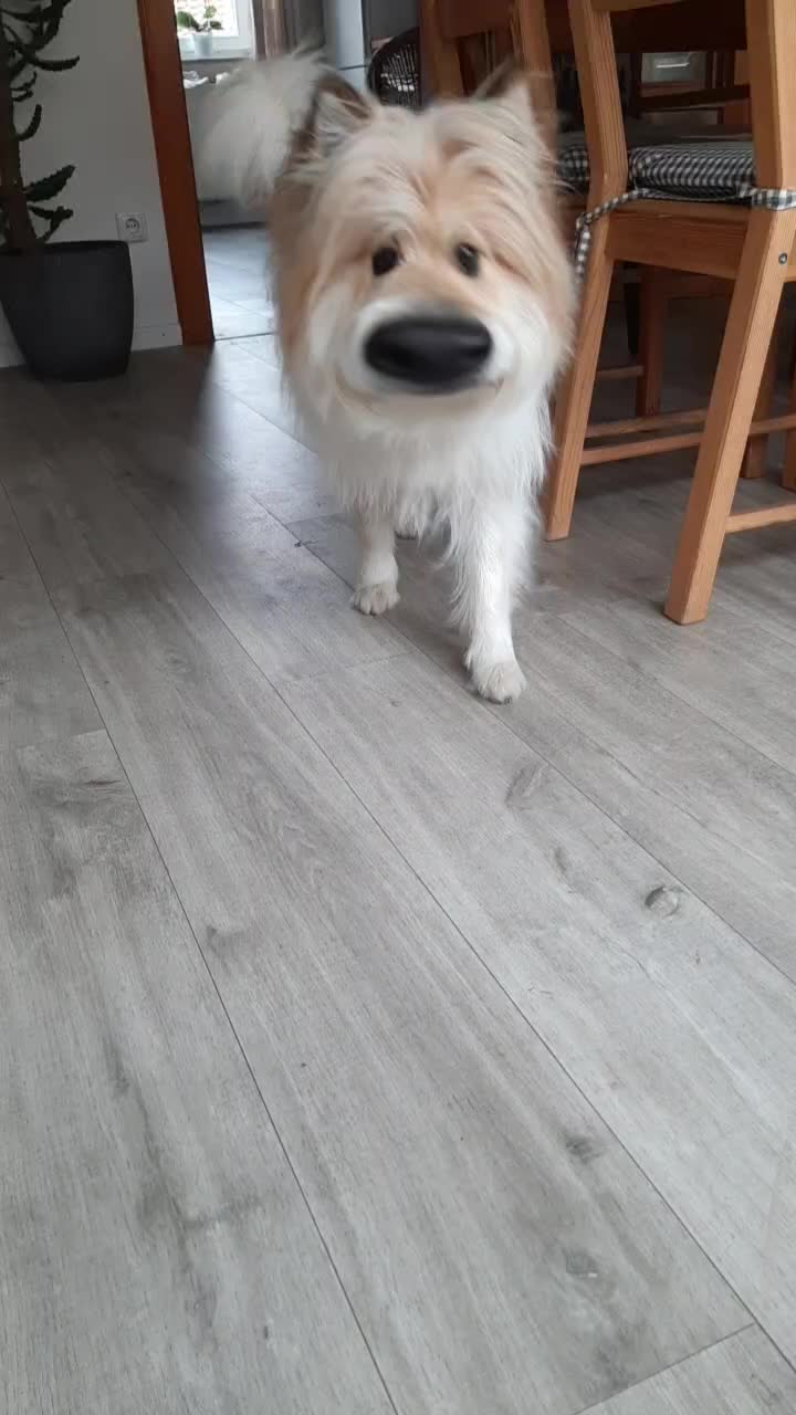 @Levi_Löwenherz