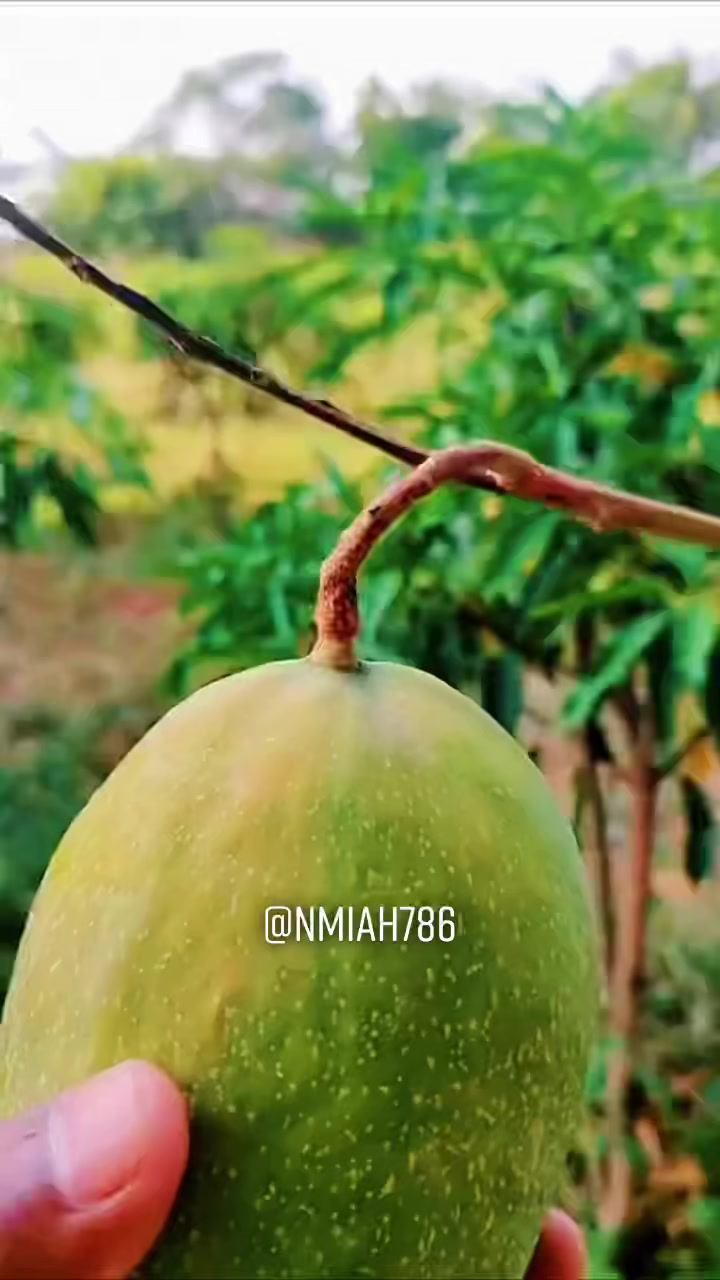 @NMiah786