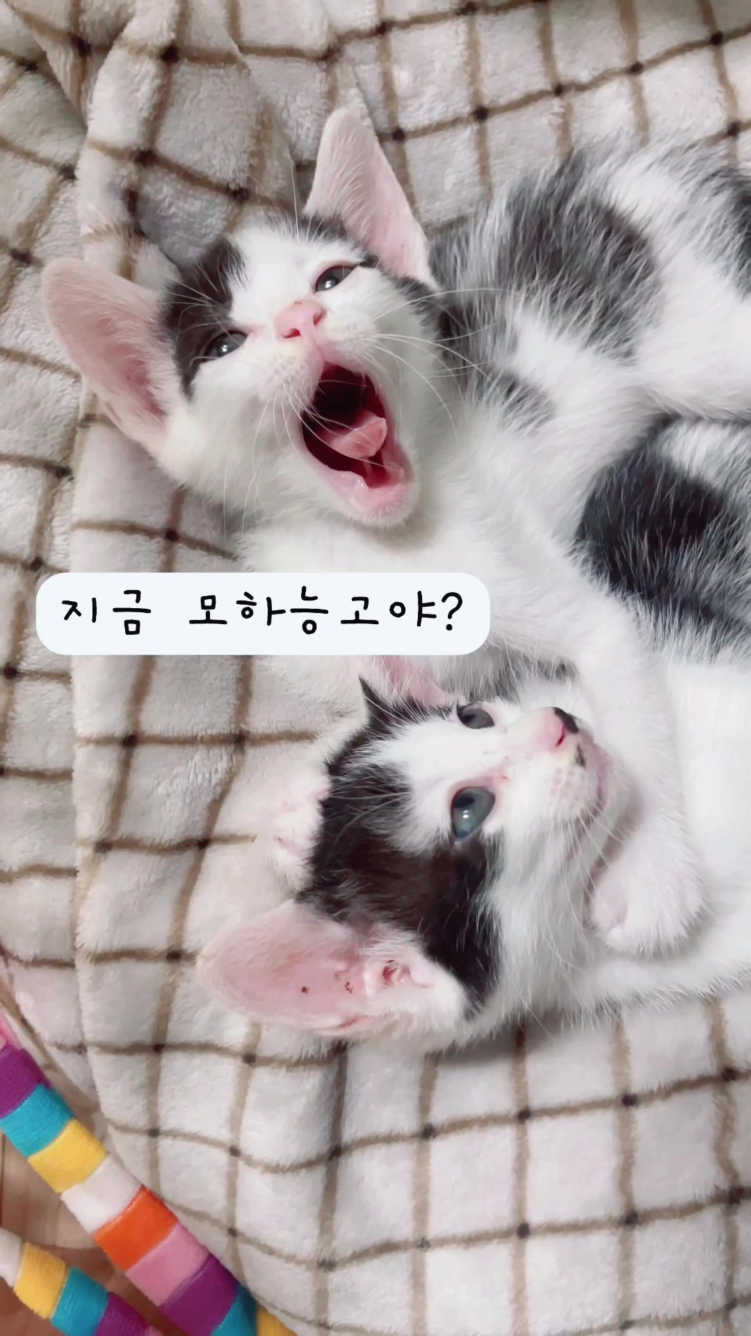 @면정